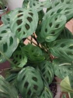 Маранта крупный план