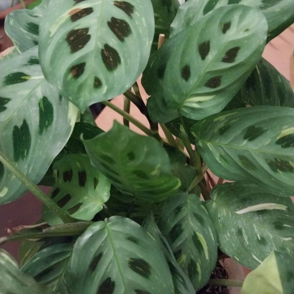 Маранта крупный план