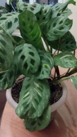 Маранта вид сверху