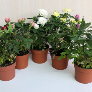 Роза комнатная в горшках