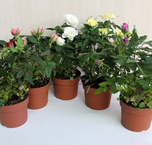 Роза комнатная в горшках
