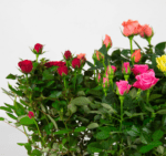 Роза комнатная вид сбоку