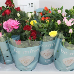 Роза комнатная