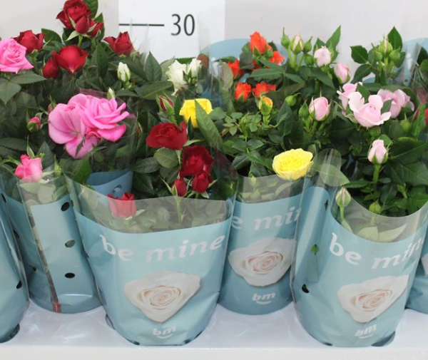 Роза комнатная