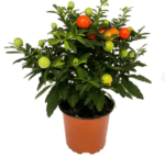 Соланум перцевидный