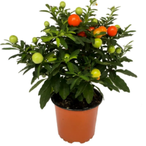 Соланум перцевидный