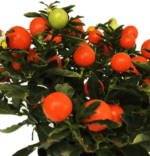 Соланум перцевидный Floret