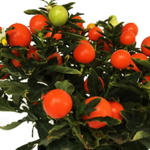 Соланум перцевидный Floret