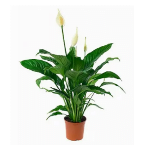 Спатифиллум