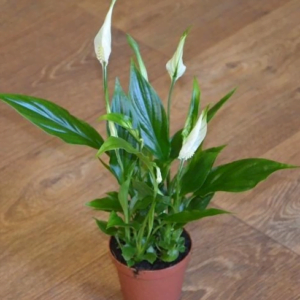 Спатифиллум Кватро