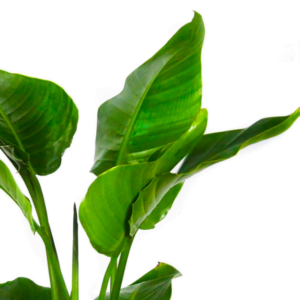 Стрелиция крупный план