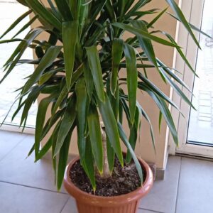 Юкка 1 ствольная большая